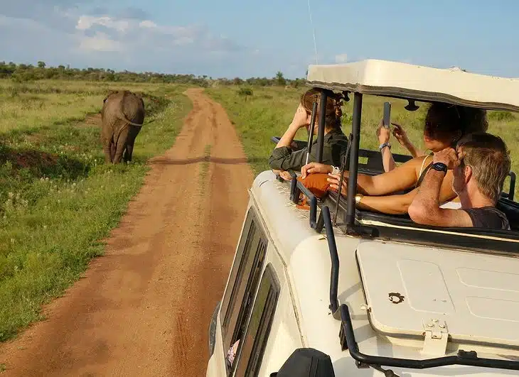 Les avantages de faire un safari au Kenya